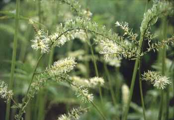 Traubensilberkerze_3