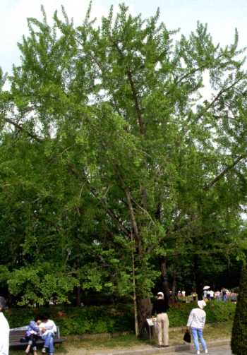 Ginkgo Baum