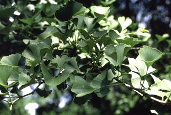 Ginkgo Nahaufnahme