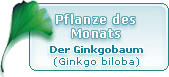 Ginkgobil_Teaser
