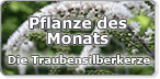 Traubensilberkerze_teaser